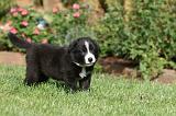 BORDER COLLIE 1260